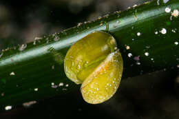 Image of emerald nerite