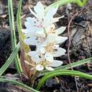 Image of Wurmbea latifolia subsp. vanessae R. J. Bates