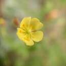 Image of Crocanthemum patens (Hemsl.)