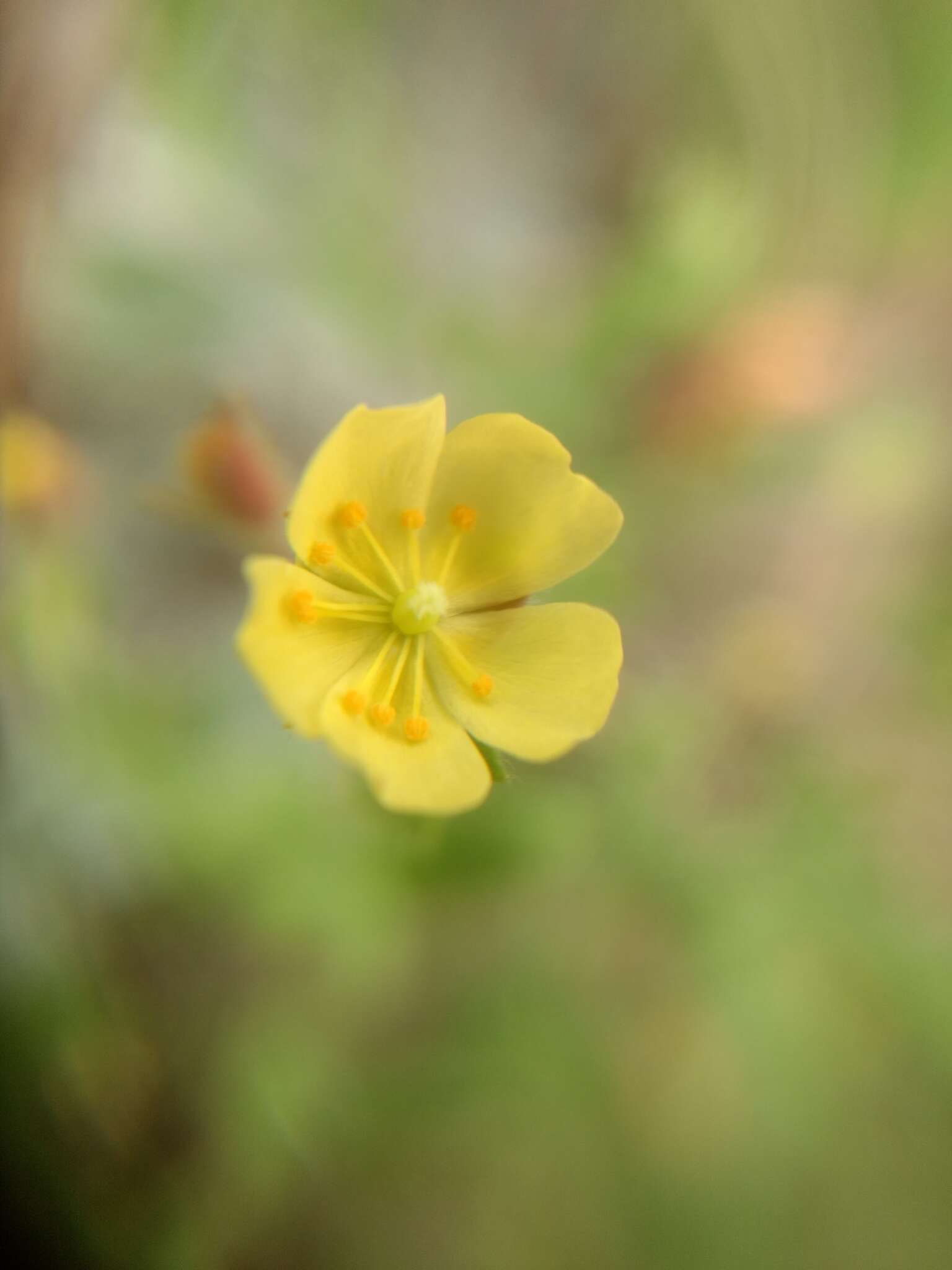 Image of Crocanthemum patens (Hemsl.)