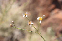 Image of Phymaspermum aciculare (E. Mey. ex Harv.) Benth. & Hook. fil.