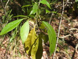 Image of Pavetta australiensis Bremek.