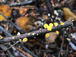 Image of Lachnellula agassizii (Berk. & M. A. Curtis) Dennis 1962