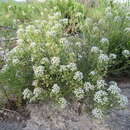 Image of mesa pepperwort