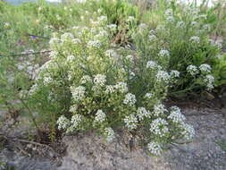 Image de Lepidium alyssoides A. Gray