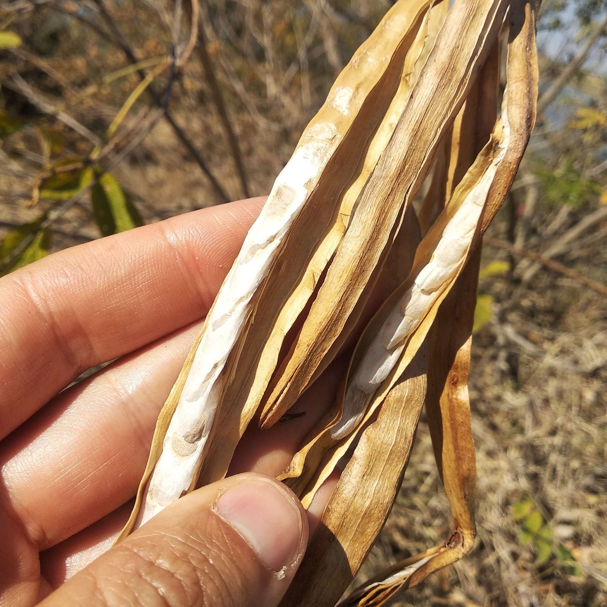 Image of Tecoma stans var. velutina DC.