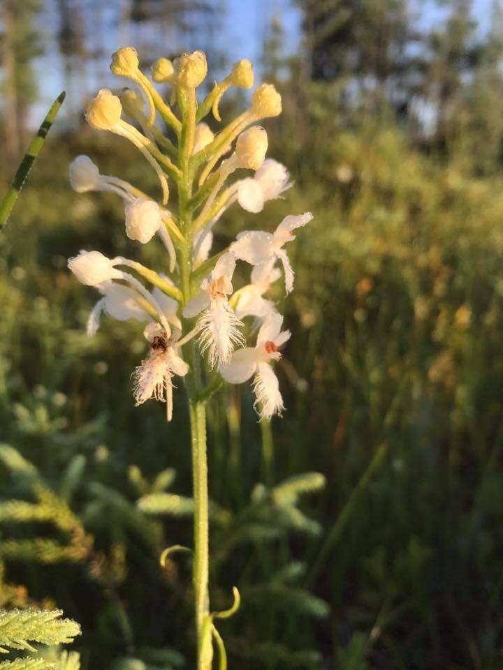 Image de Platanthera blephariglottis (Willd.) Lindl.