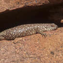 Image of Egernia stokesii zellingi De Vis 1884