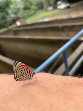 صورة Diaethria clymena marchalii