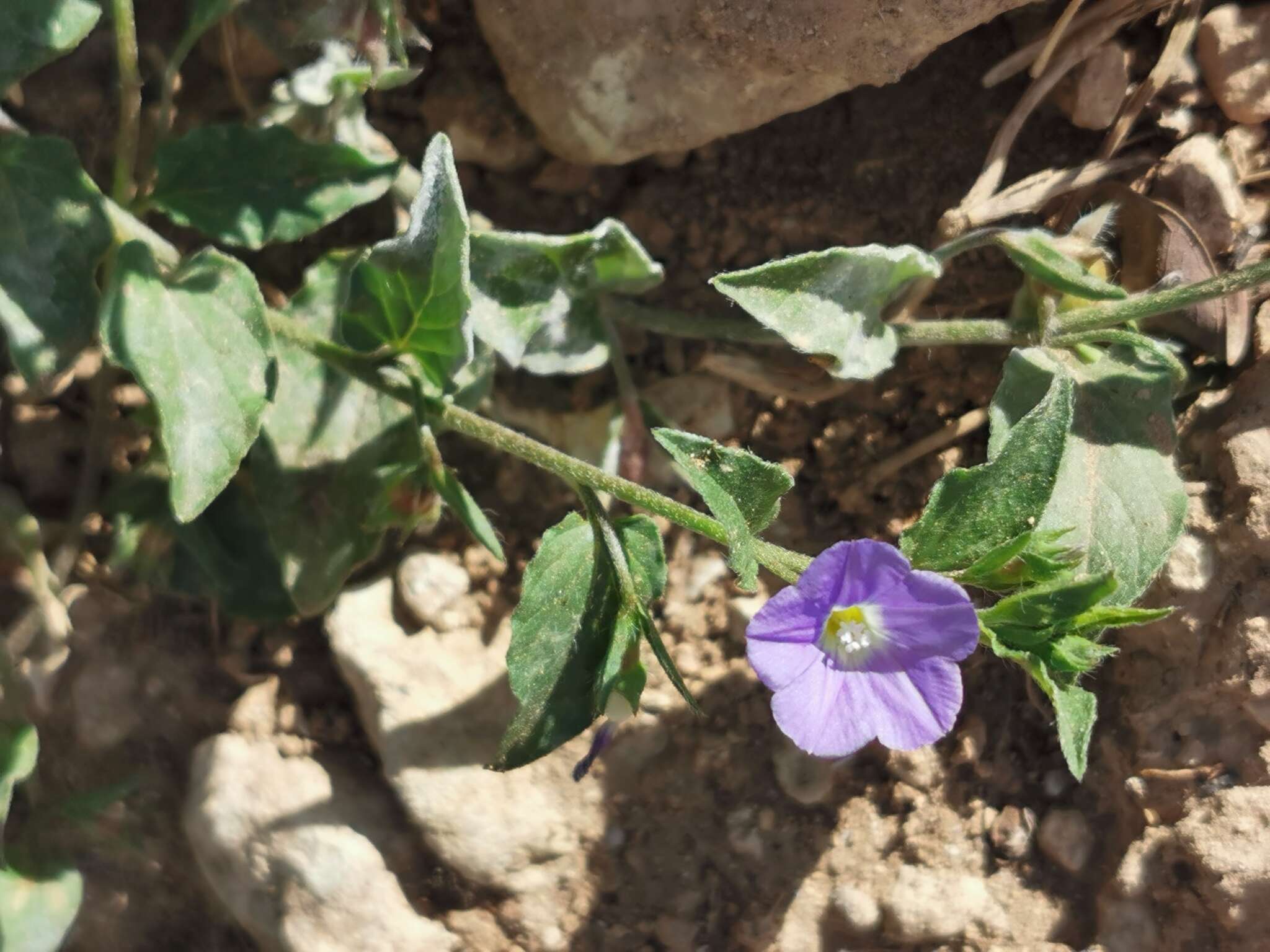 Image de Convolvulus siculus L.