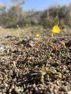 Image of Kern River evening primrose