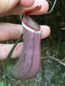 Image of Nepenthes albomarginata T. Lobb ex Lindl.