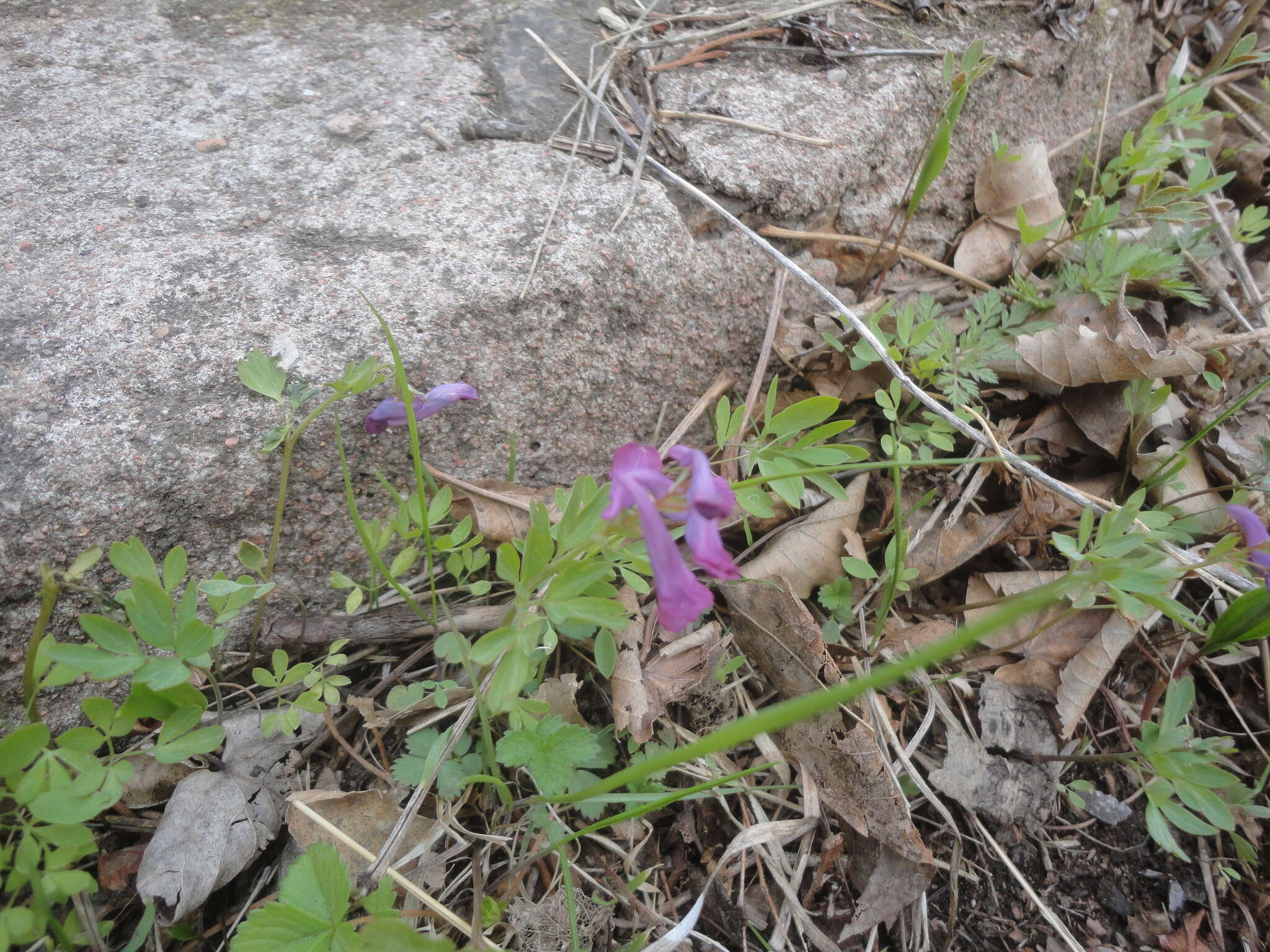 Imagem de Corydalis turtschaninovii Bess.