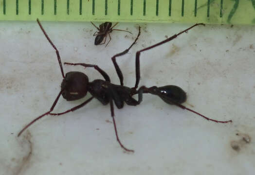 Imagem de Ocymyrmex sphinx Bolton 1981