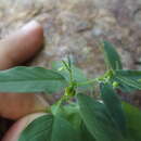 Image de Euphorbia lagunensis Huft