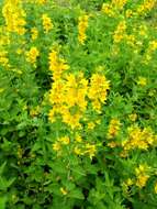 Слика од Lysimachia punctata L.