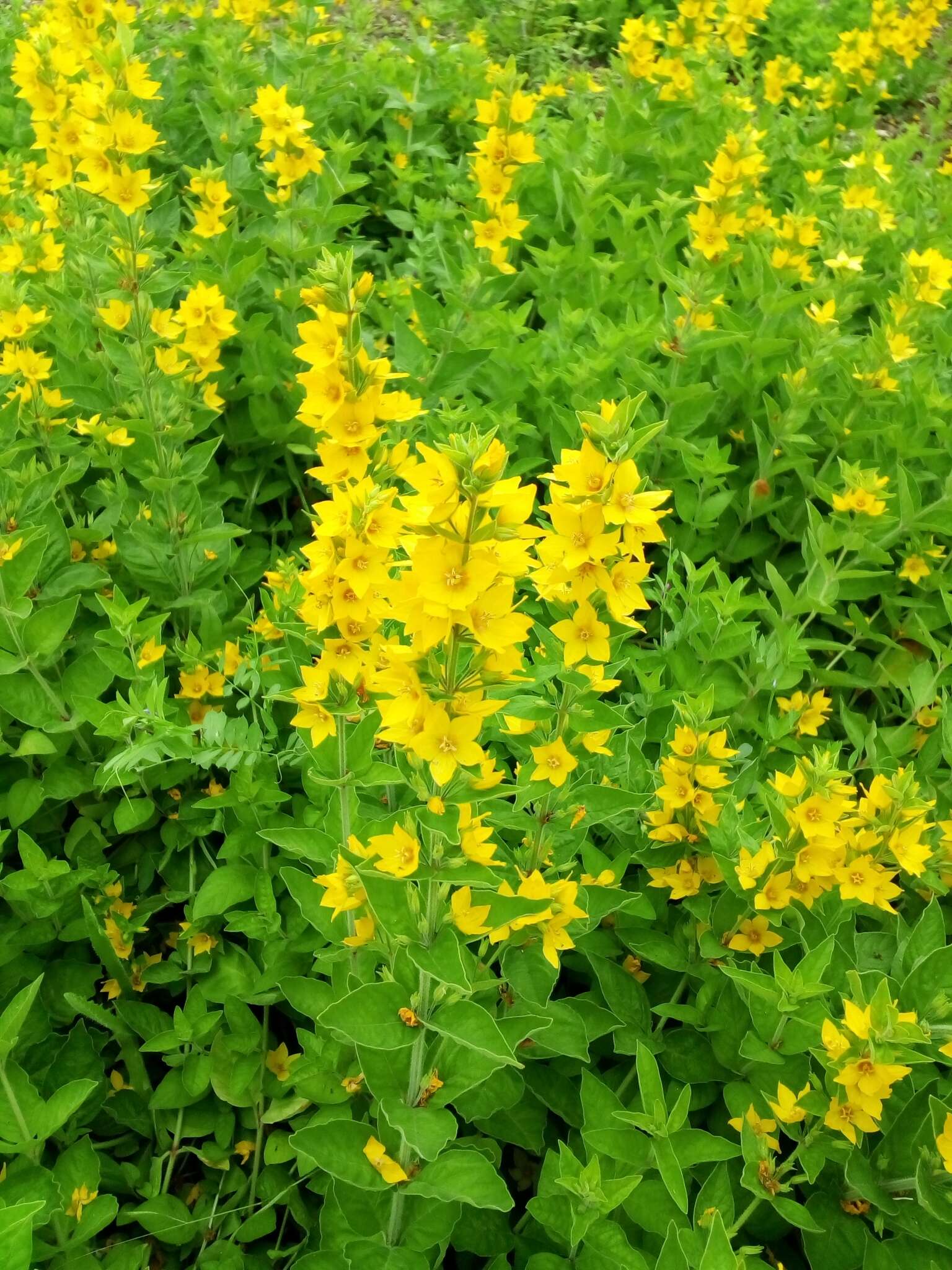 Слика од Lysimachia punctata L.