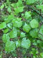 Image of Crataegus margarettae Ashe