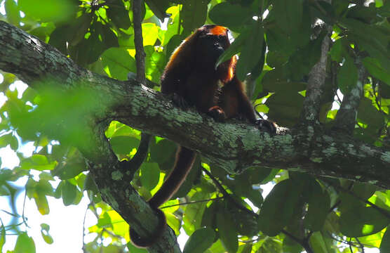 Image of Guianan Red Howler Monkey