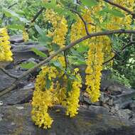 Plancia ëd Laburnum alpinum (Mill.) Bercht. & J. Presl