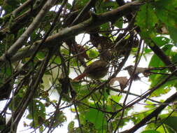 Image of Speckled Spinetail