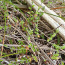 Image de Helichrysum filicaule Hook. fil.