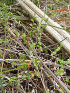 Image de Helichrysum filicaule Hook. fil.