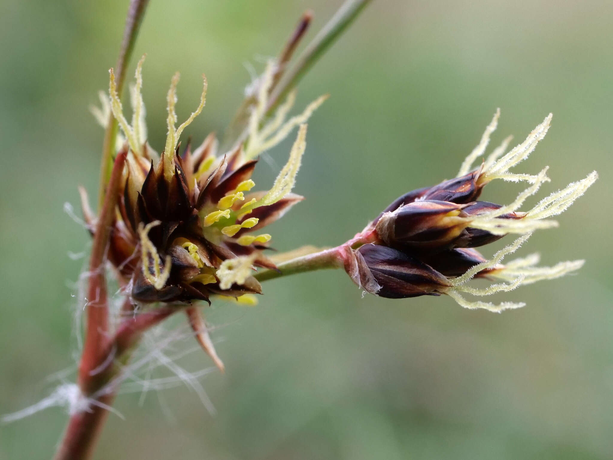 Image of field woodrush