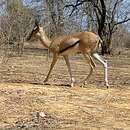 Image of Red-fronted Gazelle