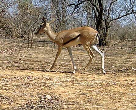 Image of Red-fronted Gazelle