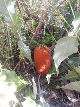 Image of Banksia goodii R. Br.