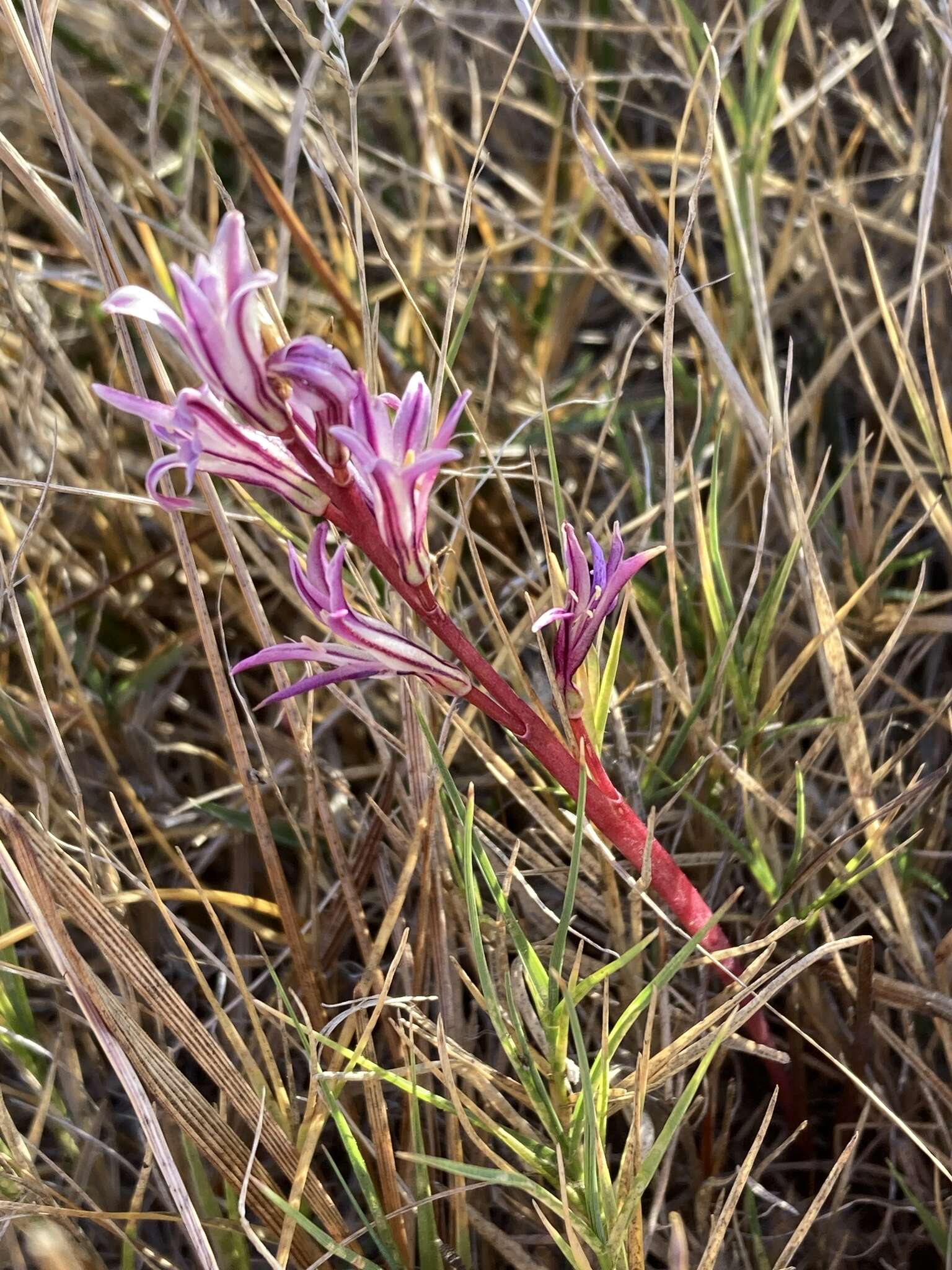 Image of Lachenalia corymbosa (L.) J. C. Manning & Goldblatt