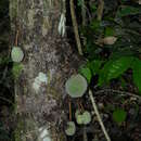 Image of Theobroma speciosum Willd. ex Spreng.