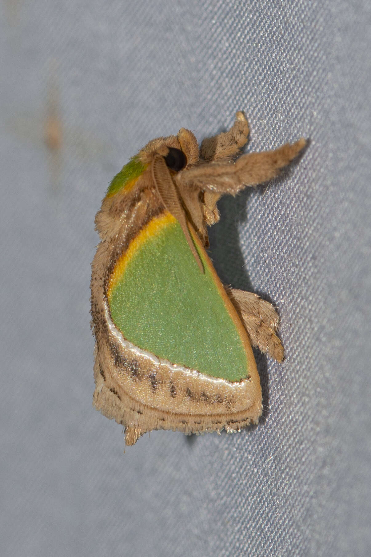 Image of Nephelimorpha argentilinea (Hampson 1892)