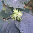 Image of Corylus colurnoides C. K. Schneid.