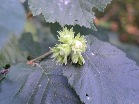 Imagem de Corylus colurnoides C. K. Schneid.