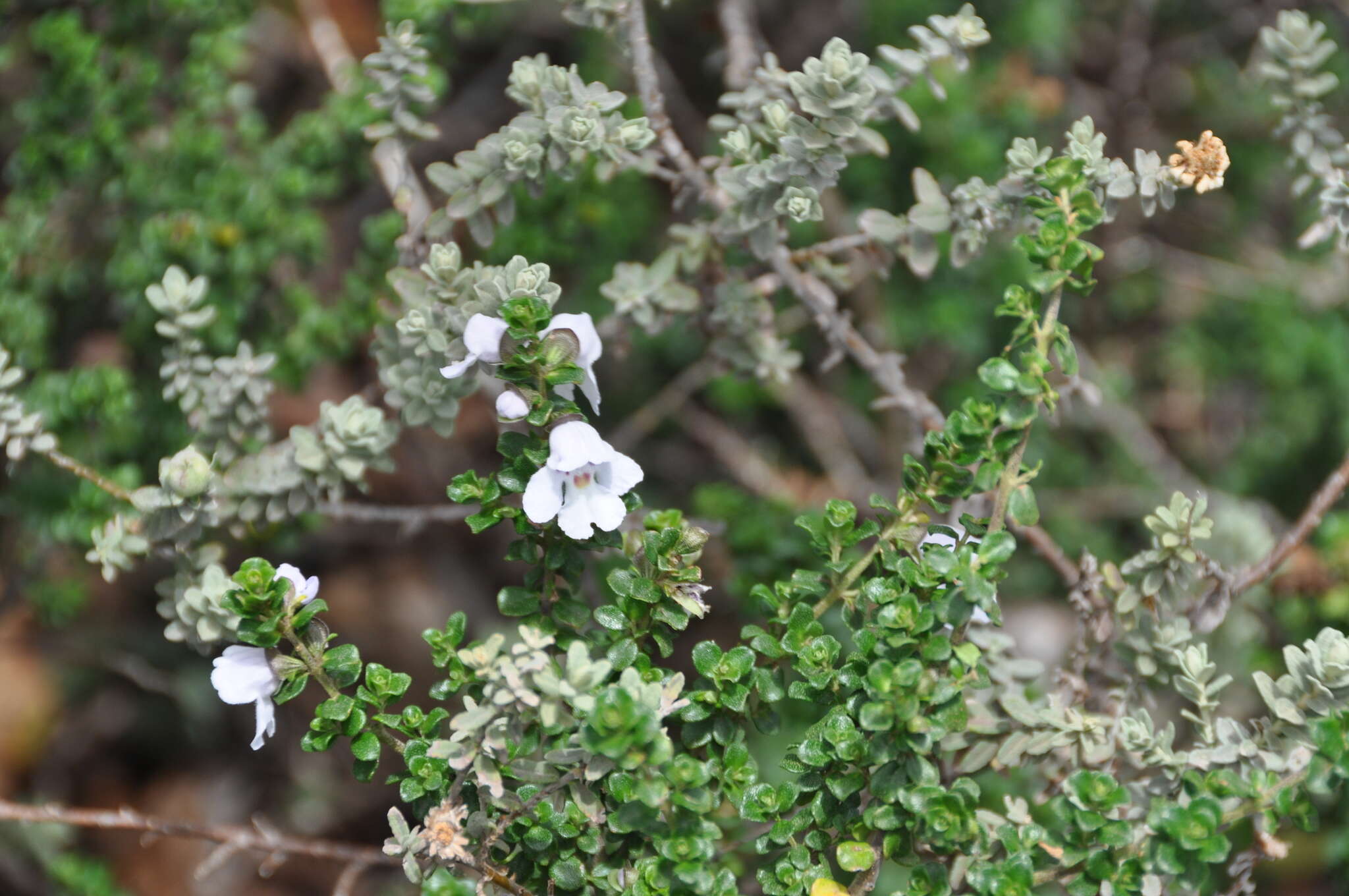 Imagem de Prostanthera cuneata Benth.