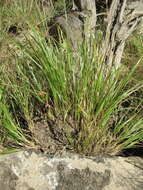 Image of Cumberland Sand-Reed