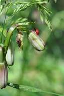 Image of <i>Lilioceris schneideri</i>