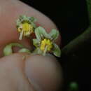 Image of Solanum anceps Ruiz & Pav.