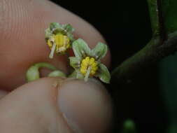 Image of Solanum anceps Ruiz & Pav.