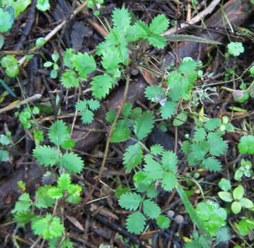 Image of Acaena juvenca B. H. Macmillan