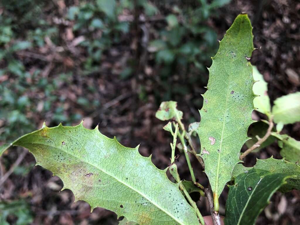 Image of Denhamia bilocularis (F. Müll.) M. P. Simmons