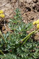 Plancia ëd Lomatium cous (S. Wats.) Coult. & Rose