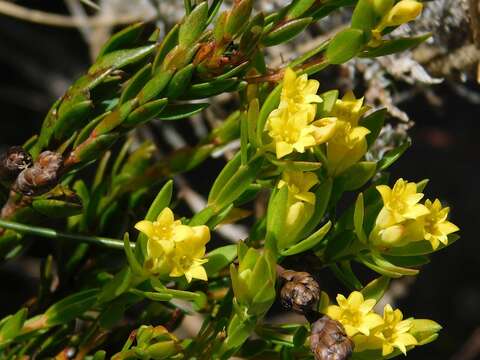 Image of Gnidia juniperifolia Lam.