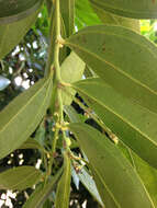 Image of laurel-leaf snailseed