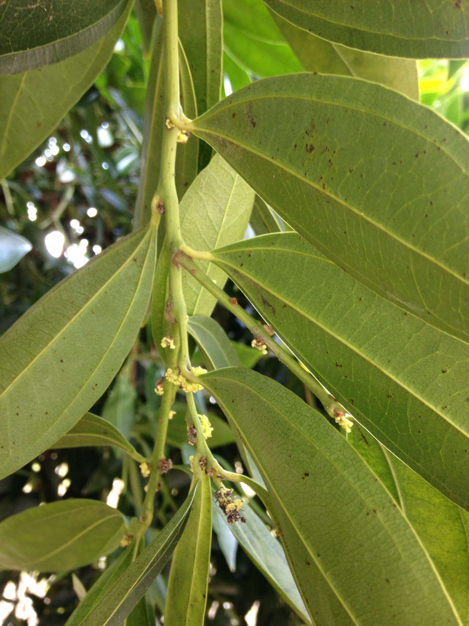 Image of laurel-leaf snailseed