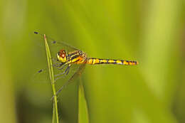 Image of Nannophya australis Brauer 1865