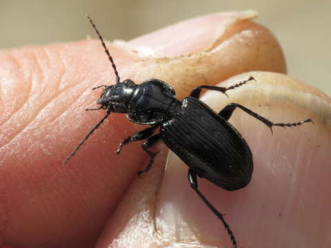 Plancia ëd Pterostichus (Melanius) aterrimus (Herbst 1784)