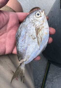 Image of Gulf Butterfish